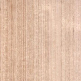 Picture of Eucalyptus QC