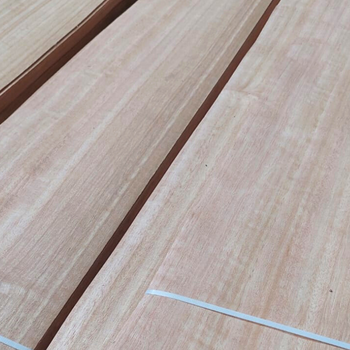 Picture of Eucalyptus