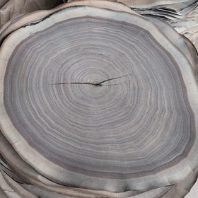 Picture of Eucalyptus QC