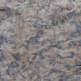 Picture of Eucalyptus QC