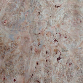Picture of Eucalyptus QC