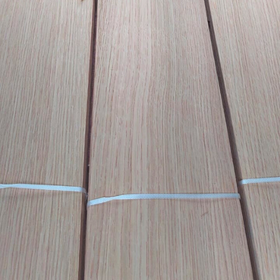 Picture of Eucalyptus QC